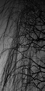 Bois,Arbre,P C,Chb,Nature,Branches,Sombre