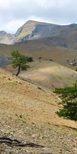 Wood,Tree,Branches,Hills,Slope,Nature