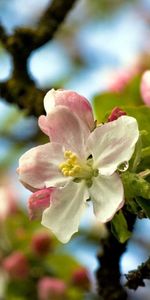 Wood,Tree,Branches,Macro,Bloom,Flowering