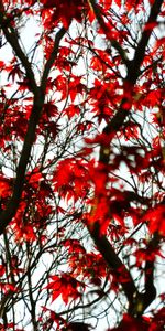 Bois,Arbre,Érable,Feuilles,Branches,Nature