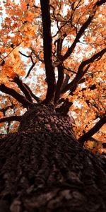 Feuilles,Bois,Chêne,Nature,Arbre,Branches,Automne