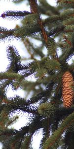 Wood,Tree,Branches,Spruce,Fir,Needles,Thorns,Prickles,Bump,Cone,Nature