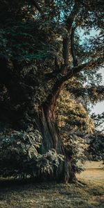 Nature,Bois,Acacia,Arbre,Branches,Tronc,Feuilles,Vieux,Vieille