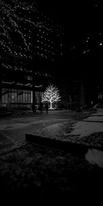 Wood,Tree,Bw,Chb,Glow,Street,Dark