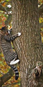 Wood,Tree,Climb,Animals,Autumn,Cat