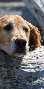 Animales,Madera,Perro,Bozal,Hueco,Árbol