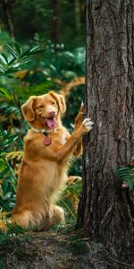 Animales,Madera,Árbol,Perro,Lengua Saliente,Lengua Pegada Hacia Fuera,Gracioso,Retriever,Perdiguero