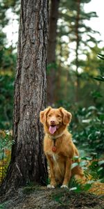 Wood,Tree,Dog,Tongue Stuck Out,Protruding Tongue,Golden Retriever,Animals,Retriever