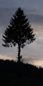 Wood,Tree,Dusk,Pine,Twilight,Silhouette,Dark