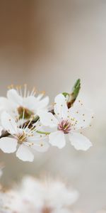 Wood,Tree,Flowers,Flowering,Bloom,Spring