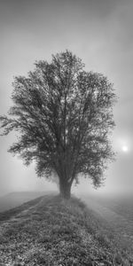 Wood,Tree,Fog,Bw,Chb,Nature