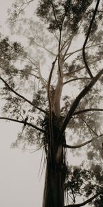 Wood,Tree,Fog,Crown,Krone,Branches,Trunk,Nature