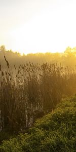 Nature,Bois,Brouillard,Roseaux,Arbre,Matin,Lac,Aube