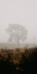 Wood,Tree,Fog,Nature,Field