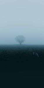 Wood,Tree,Fog,Nature,Field