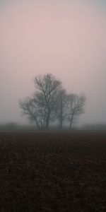 Wood,Tree,Fog,Nature,Gloomily,Gloomy