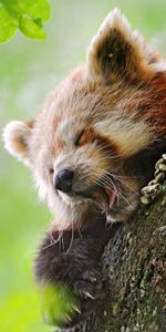 Wood,Tree,Hide,To Yawn,Yawn,Red Panda,Animals