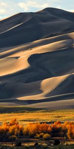 Wood,Tree,Hill,Dunes,Nature,Sand