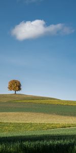 Wood,Tree,Hills,Nature,Field,Cloud,Landscape