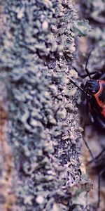 Macro,Bois,Mousse,Ramper,Aboyer,Arbre,Surface,Écorce,Insecte