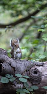 Bois,Arbre,Est Assis,Se Trouve,Animaux,Rongeur,Écureuil