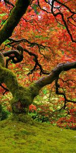 Wood,Tree,Krone,Crown,Colors,Color,Moss,Sinuous,Twisted,Nature,Bright