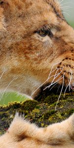 Bois,Arbre,Mousse,Ronger,Animaux,Un Lion,Lion