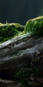 Wood,Tree,Moss,Log,Nature,Stump