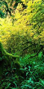 Bois,Mousse,Arbre,Nature,Jungle