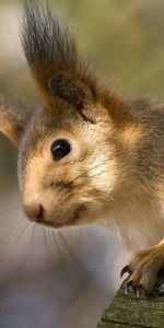 Wood,Tree,Muzzle,Ears,Climb,Fur,Animals,Squirrel