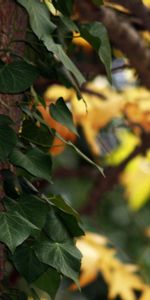 Wood,Tree,Nature,Leaves,Branch