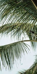 Wood,Tree,Palm,Branches,Leaves,Tropical,Nature