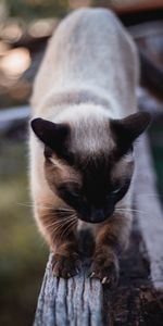 Wood,Tree,Pet,Claws,Siamese,Animals,Cat