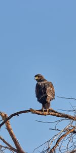 Faucon,Bois,Arbre,Animaux,Oiseau,Prédateur