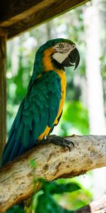 Wood,Tree,Profile,Macaw,Animals,Bird,Parrots