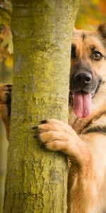 Wood,Tree,Protruding Tongue,Tongue Stuck Out,Dog,Animals