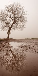 Wood,Tree,Puddle,Nature,Fog,Wet,Reflection