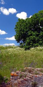 Madera,Campo,Restos,Naturaleza,Árbol,Ruina