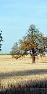 Bois,Seul,Domaine,Champ,Arbre,Ombres,Nature,Ombre,Solitaire,Automne