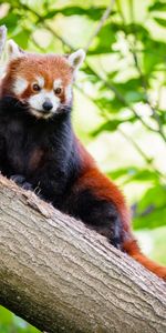 Wood,Tree,Sight,Opinion,Red Panda,Animals,Panda