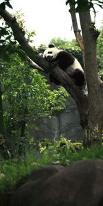 Animales,Madera,Dormir,Árbol,Soñar,Panda