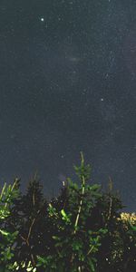 Wood,Tree,Starry Sky,Branches,Nature,Night,Dark