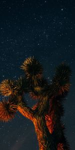 Wood,Tree,Starry Sky,Branches,Short Leaved Yucca,Yukka Short Leaf,Dark