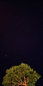 Noche,Madera,Estrellas,Oscuro,Árbol,Cielo Estrellado