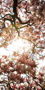 Wood,Tree,Sunlight,Magnolia,Flowers,Pink