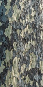 Wood,Tree,Texture,Bark,Textures,Wooden,Pattern