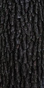 Bois,Arbre,Soulagement,Relief,Aboyer,Texture,Écorce,Textures