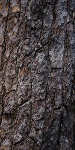 Wood,Tree,Texture,Relief,Bark,Textures,Brown