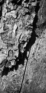 Wood,Tree,Texture,Surface,Bw,Trunk,Textures,Chb,Wooden