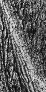 Wood,Tree,Texture,Textures,Grey,Bark,Surface